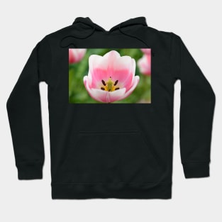 Tulipa  &#39;Valentine&#39;   Triumph Group  Tulip Hoodie